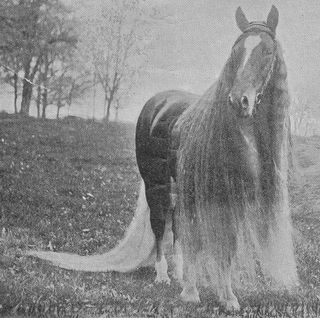 Illustration for article titled The real-life My Little Ponies were creepy and magnificent beasts